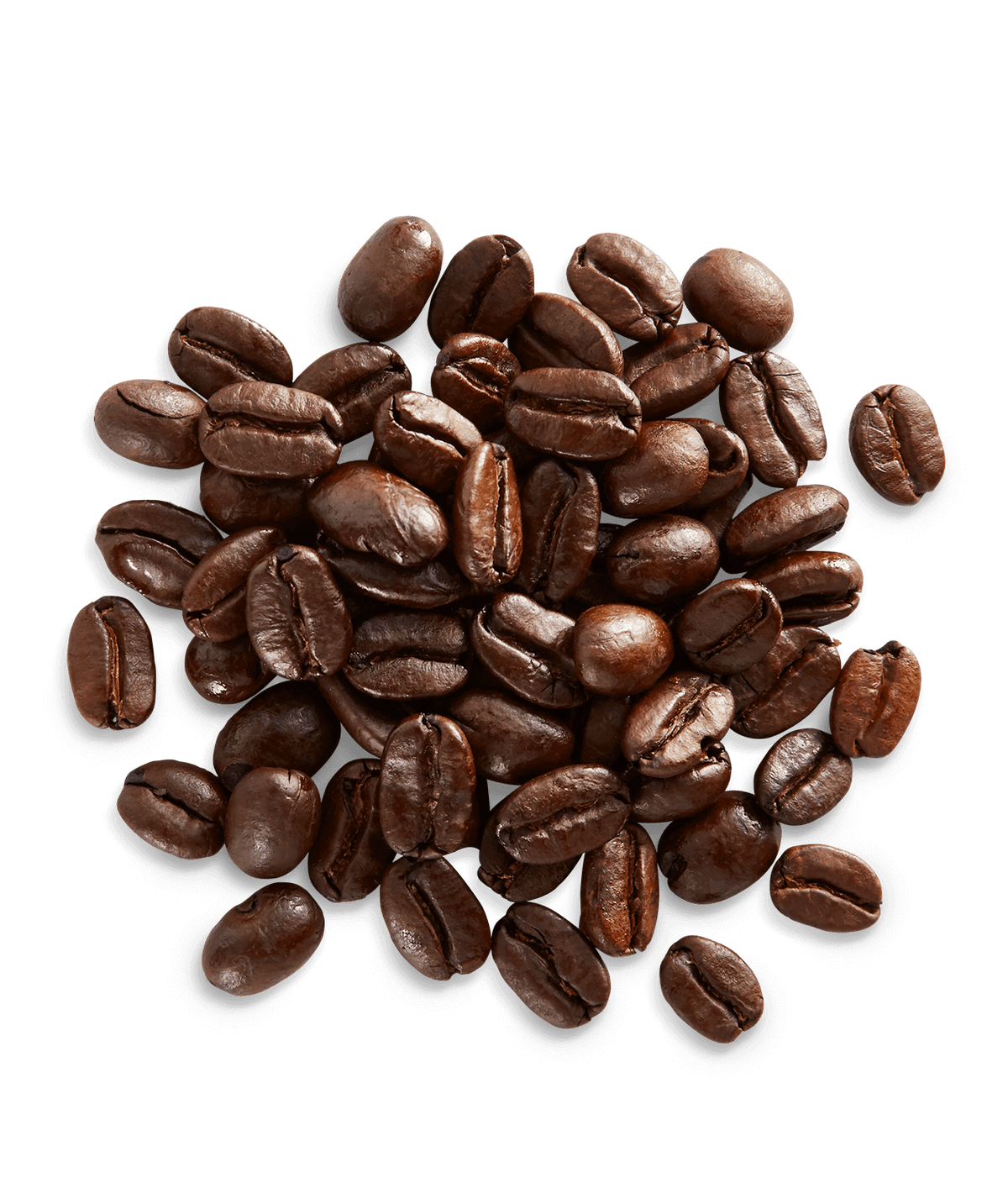 Sulawesi-Kalosi